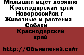 Малышка ищет хозяина - Краснодарский край, Новороссийск г. Животные и растения » Собаки   . Краснодарский край